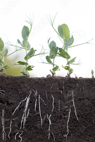 Pea seedlings roots growing under rich soil