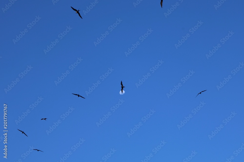 Fototapeta premium Oiseaux volant autour de la lune dans un ciel bleu minimaliste 