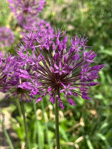 Slika na platnu Fresh purple allium (purple rain) flower close up