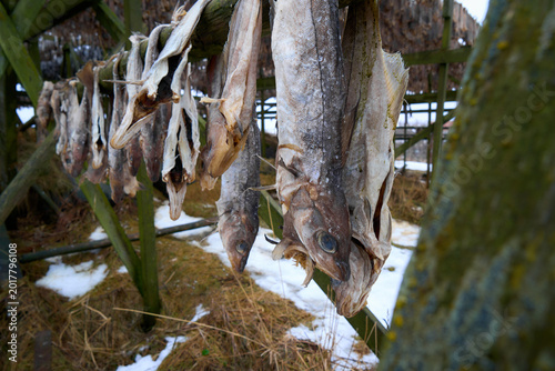 Hanging Fish Drying on Racks in Norway During Winter Season
