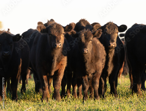 Group of young black and brown steers in the meadow