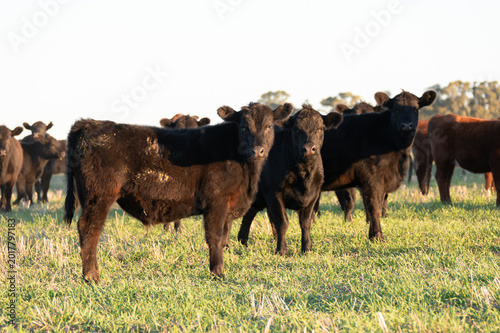 Group of young black and brown steers in the meadow