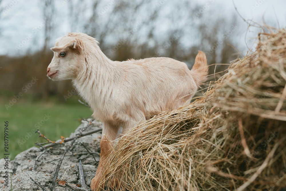 Naklejka premium Goat kid standing on hay near a rustic farm fence in an outdoor meadow, showcasing a lively lifestyle scene. Natural light and curiosity define this wholesome rural moment.