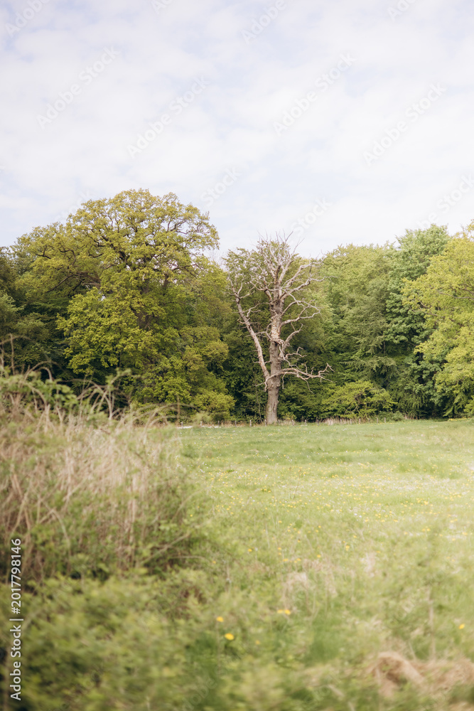 Fototapeta premium Scenic footage of a grassy meadow path leading toward a dense forest with a striking dead tree standing among vibrant spring foliage under soft daylight. 
