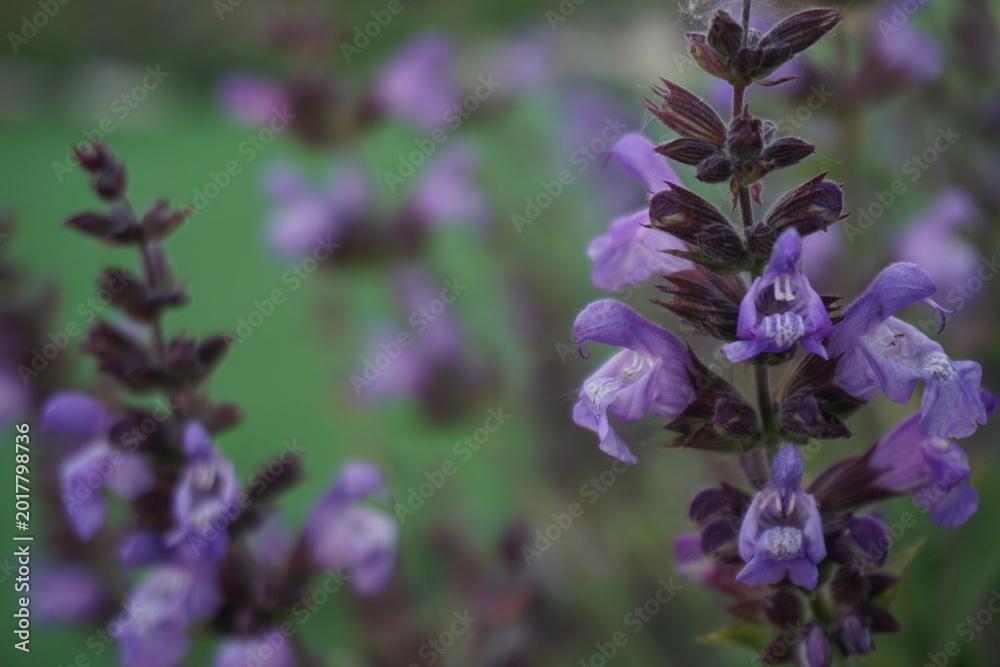 Fototapeta premium Purple salvia flowers with soft dreamy background