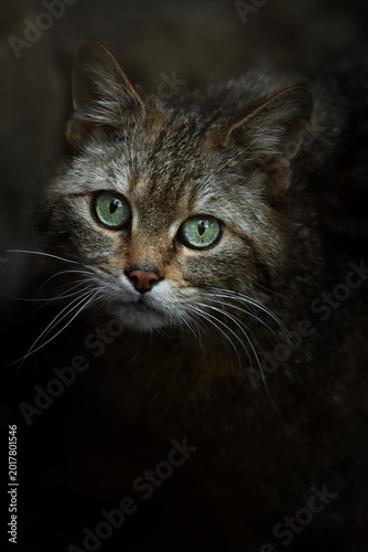 European wild cat (Felis silvestris) detail portrait