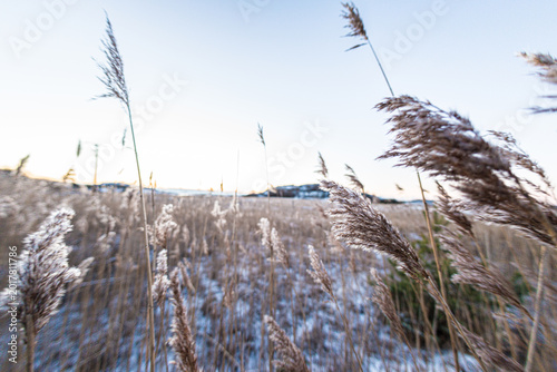 Cuadro en lienzo Winter field of tall reed grass softly swaying in cold twilight landscape
