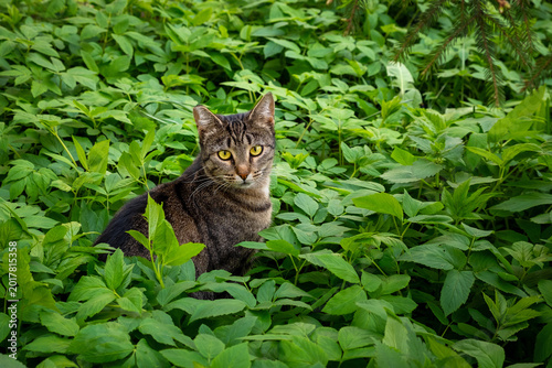 Striped cat in lush green leaves in the garden, pet portrait, close-up