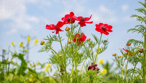 Fotografija Adonis flammea is a self-growing flower on arid slopes and meadows in spring