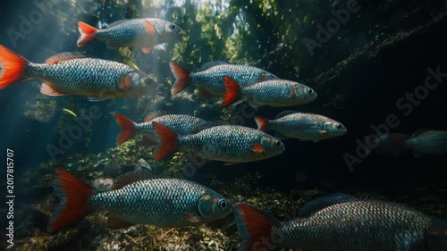 Underwater Amazon rainforest with tropical fish, golden light and flooded jungle nature concept