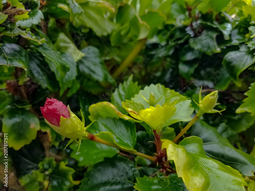 Tropical Flower v2