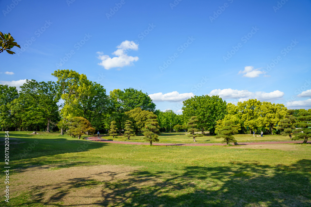 Fototapeta premium 新緑に包まれる公園