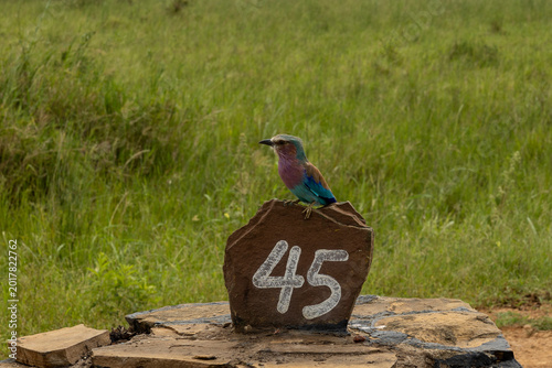 Photography Close-up of colorful lilac breasted roller bird sitting on safari marker in Afri