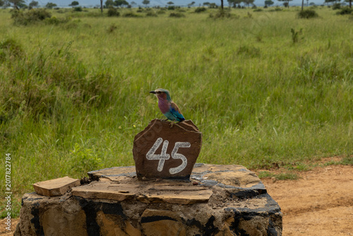Photography Colorful lilac breasted roller bird sitting on safari marker in African savanna