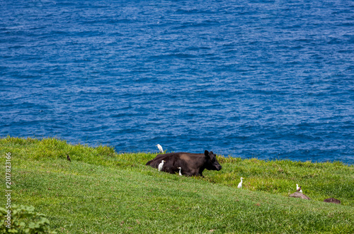 Obraz na plátně Western cattle egrets gather around a resting cow on the coast of Maui Hawaii