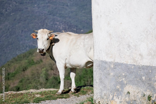 Mucche da late al pascolo, con campanaccio e targhette