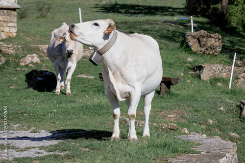 Mucca da late al pascolo, con campanaccio e targhette