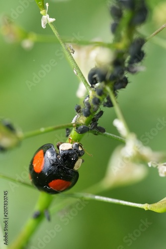 Canvas Print Closeup on an Asian ladybug, Harmonia axiridis feeding on aphids in the garden
