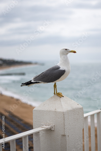 Une mouette