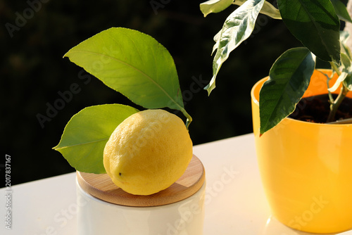 Fresh lemon fruit with leaves in sunlight, next to lemon tree plant