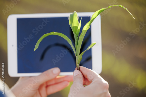Holding corn plant near a tablet in the field