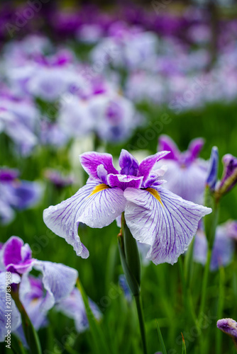 Japanese iris、花菖蒲