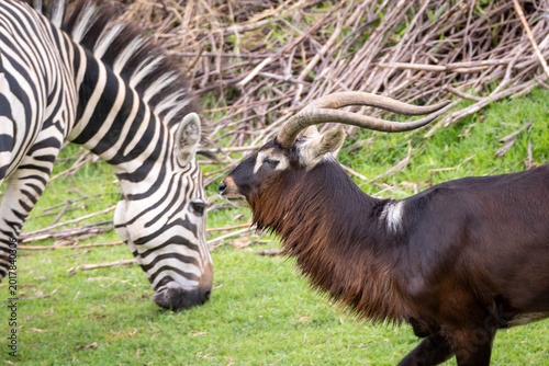 Nile lechwe