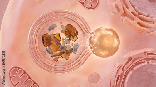 3D medical illustration of cell autophagy with lysosome breaking down damaged organelle