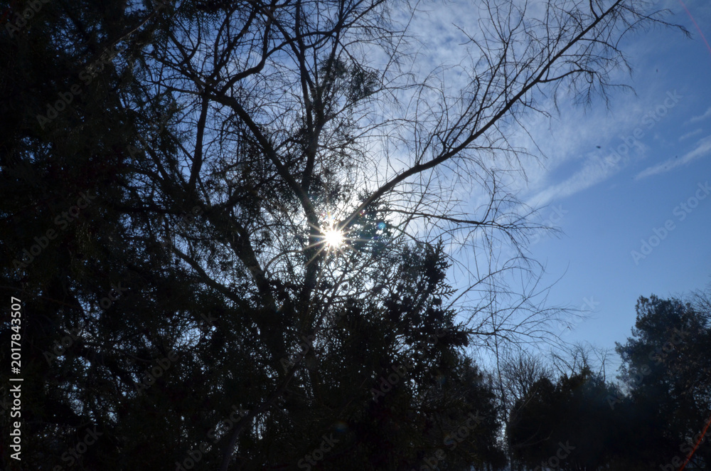 Fototapeta premium Sunlight Through Bare Trees Against Blue Sky