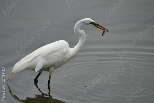 Konstfotografi The great egret (Ardea alba), also known as the common egret, large egret, is a large, widely distributed egret