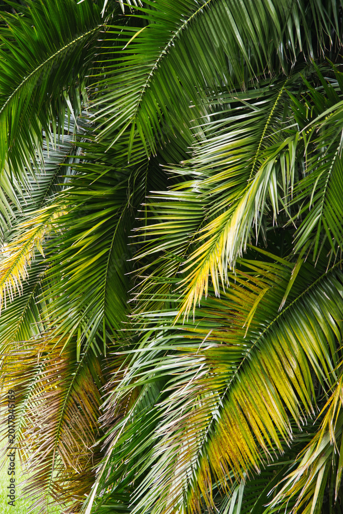 Obraz premium Palm fronds