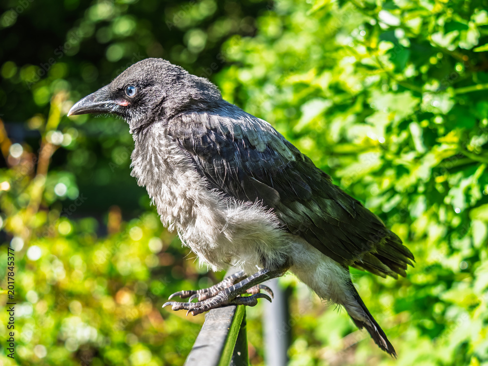 Fototapeta premium A crow chick, a small crow has fallen out of its nest and is sitting scared on a branch near the ground.