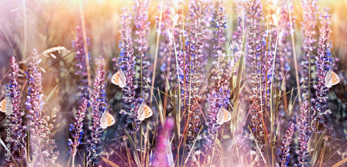 A vivid scene of a spring field with purple meadow flowers where several butterflies flutter, capturing the beauty and vibrancy of nature in full bloom