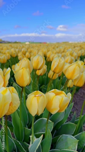 Close up vertical video of a gold diamond engagement ring resting on a yellow tulip in a blooming tulip field in the Netherlands, creating a romantic spring proposal and wedding concept.