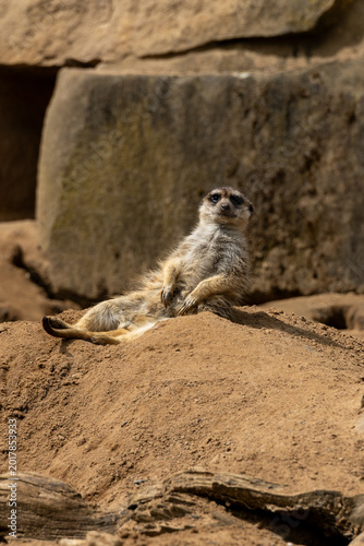 Obraz na plátně Meerkat lying on its back and sunbathing on a sandy hill in nature