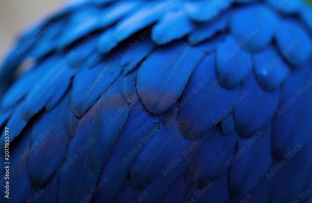 Obraz premium Close up shot of bright blue bird feathers. Detailed texture and pattern of avian plumage creates vibrant, eye catching visual. Natural beauty of wild animal.