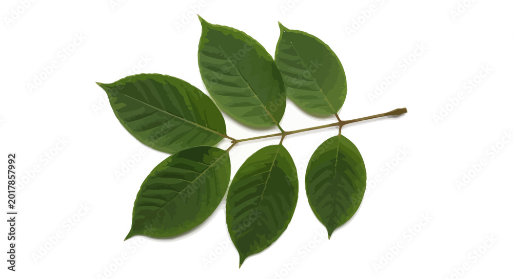 Fototapeta premium Green leaves, leafy branch, nature elements, botanical vector