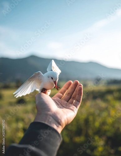 Small white bird perched on open human hand outdoors at sunset, freedom and connection with nature, peace, harmony, wildlife interaction