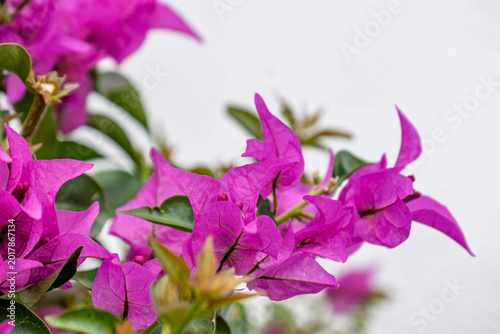 Bild auf Leinwand Bougainvillea