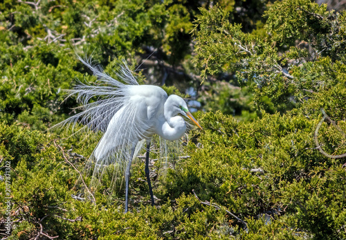 Great Egret, Ardea alba, displaying breeding plumage on nesting site on a bright Spring afternoon in Ocean City, NJ