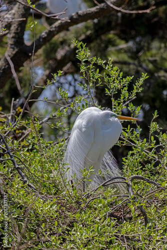 Great Egret, Ardea alba, displaying breeding plumage on nesting site on a bright Spring afternoon in Ocean City, NJ