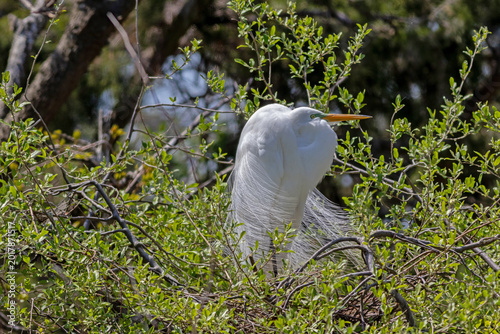 Great Egret, Ardea alba, displaying breeding plumage on nesting site on a bright Spring afternoon in Ocean City, NJ