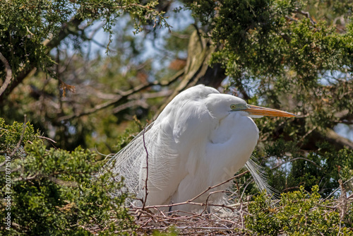 Great Egret, Ardea alba, displaying breeding plumage on nesting site on a bright Spring afternoon in Ocean City, NJ