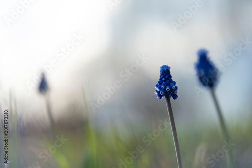 Muscari flowers, Grape Hyacinths spring flowers blooming in april and may