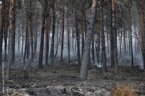Schilderij op canvas Burned pine forest after a wildfire, with smoke rising among charred trees and scorched ground, representing climate change, drought, environmental destruction and natural disaster