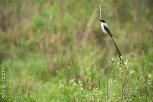 Tableau sur toile Fork-tailed flycatcher, Tyrannus savana, passerine bird perched on a branch in El Palmar National Park, Entre Rios, Argentina