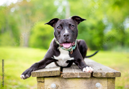 Photos A black and white Terrier mixed breed dog lying on a bench