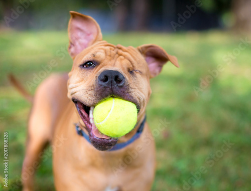 Photos A one-eyed Shar Pei mixed breed dog holding a ball