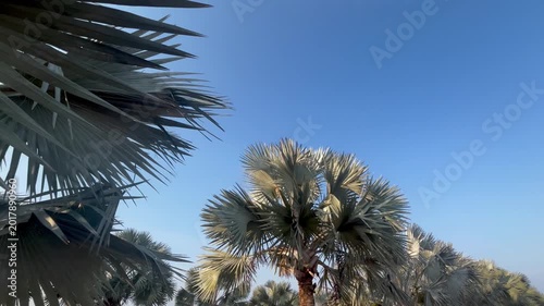 Looking up palm trees with blue sky