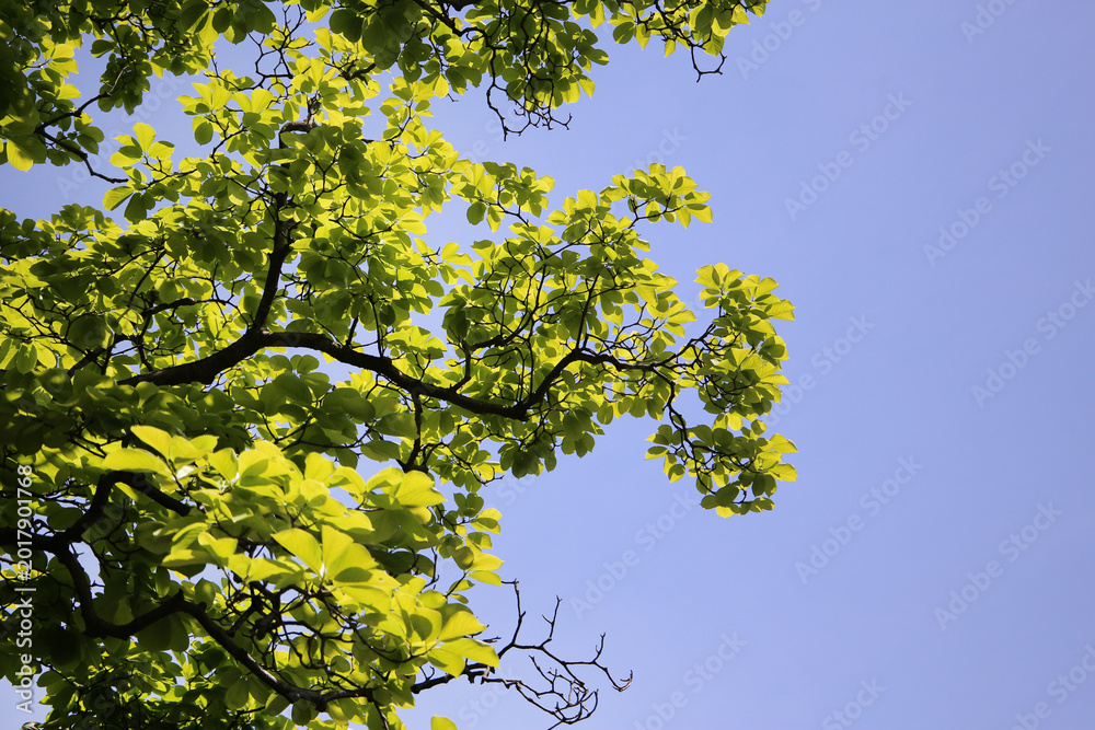 Fototapeta premium Green leaves of tree against a clear blue sky.